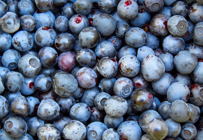 Wild Blueberries
